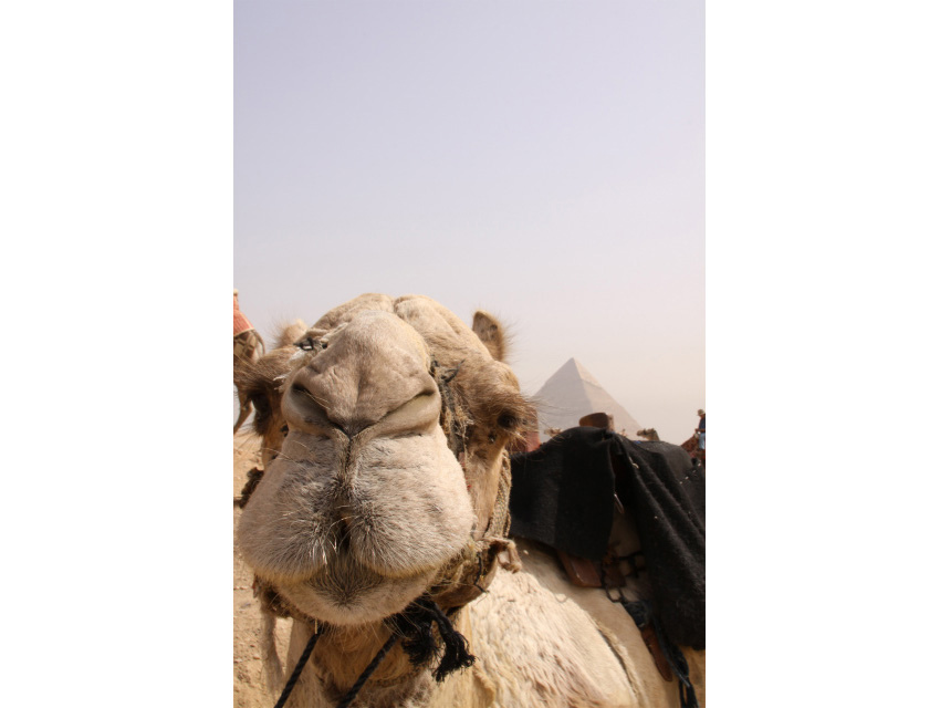 もともとエジプトにはラクダはいなかったそうです<br/>観光用のラクダですが、ピラミッドとよくマッチしてます。<br><b>photo by I</b>